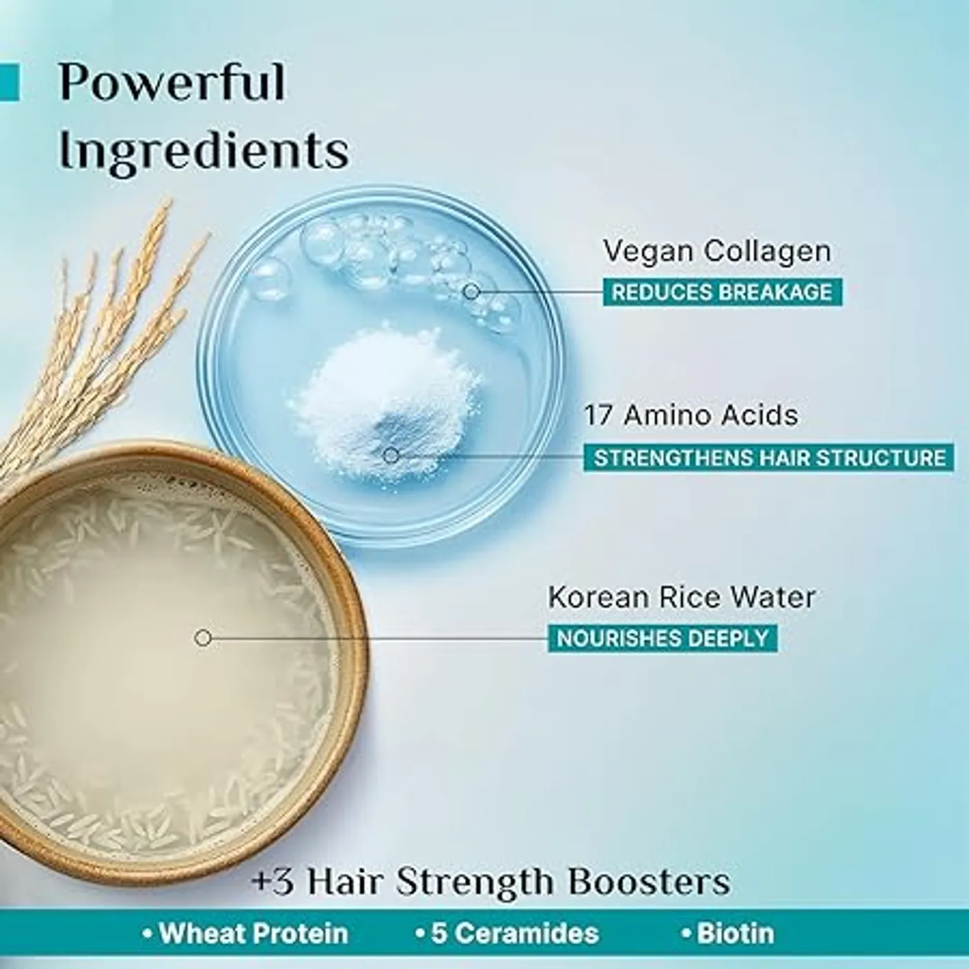 Pilgrim Korean Rice Water & Collagen Shampoo – Repair Dry Hair 5 Pilgrim Korean Rice Water & Collagen Advanced Damage Repair Shampoo| with 17 Amino Acids, Wheat Protein & 5 Ceramides | Paraben-Free | For Dry & Damaged Hair | For Women and Men 5
