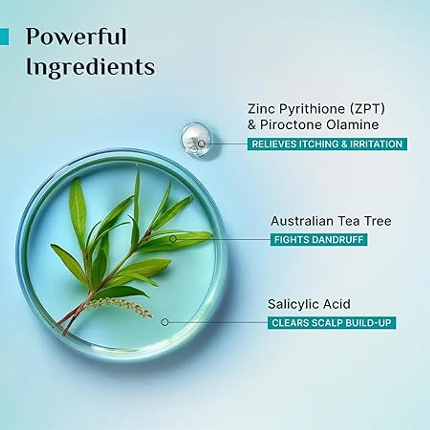 Pilgrim Tea Tree Anti-Dandruff Shampoo – Controls Dandruff & Itch 8 Pilgrim Australian Tea Tree Non-Drying Anti-Dandruff Shampoo | Removes Dandruff from Source | Helps with Itching, Irritation | Strong & Smooth Hair | For Men & Women 8